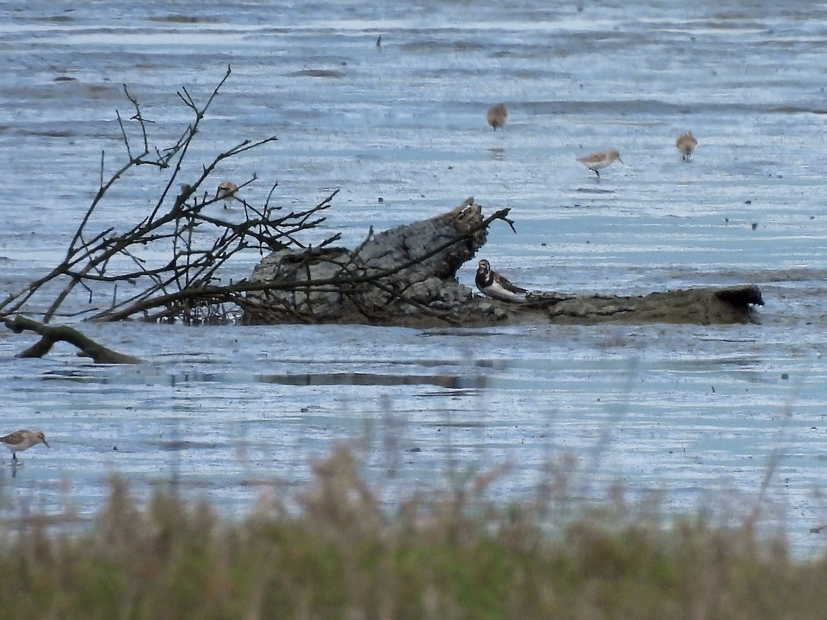 Алаг хайргач - ML634927039