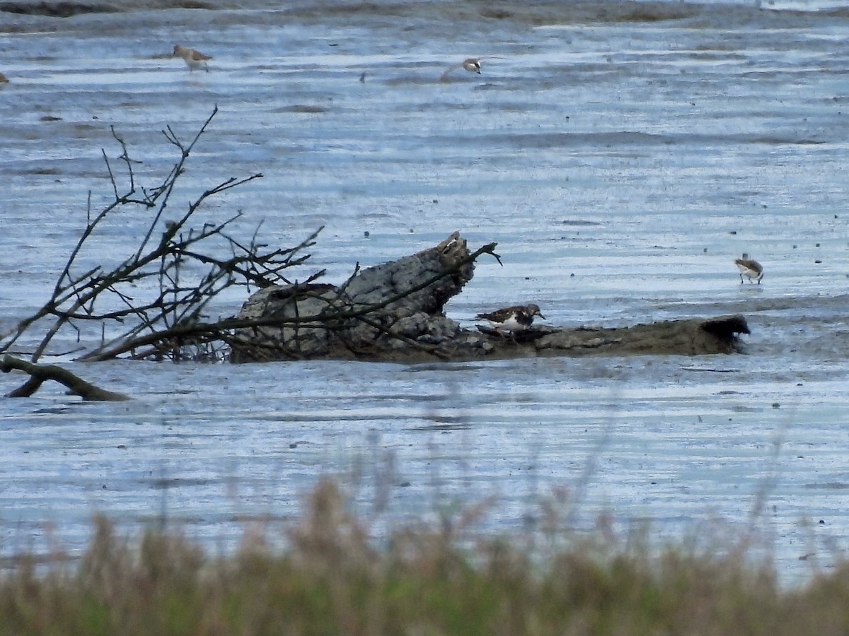 Алаг хайргач - ML634927040