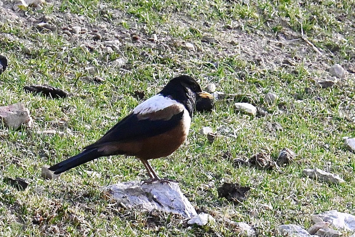 White-backed Thrush - ML634927101
