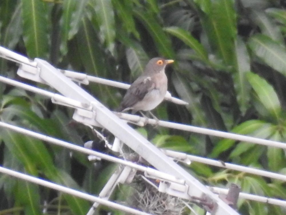 Spectacled Thrush - ML634927104