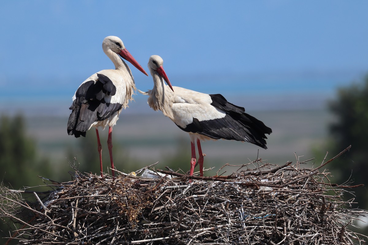 White Stork - ML634927146