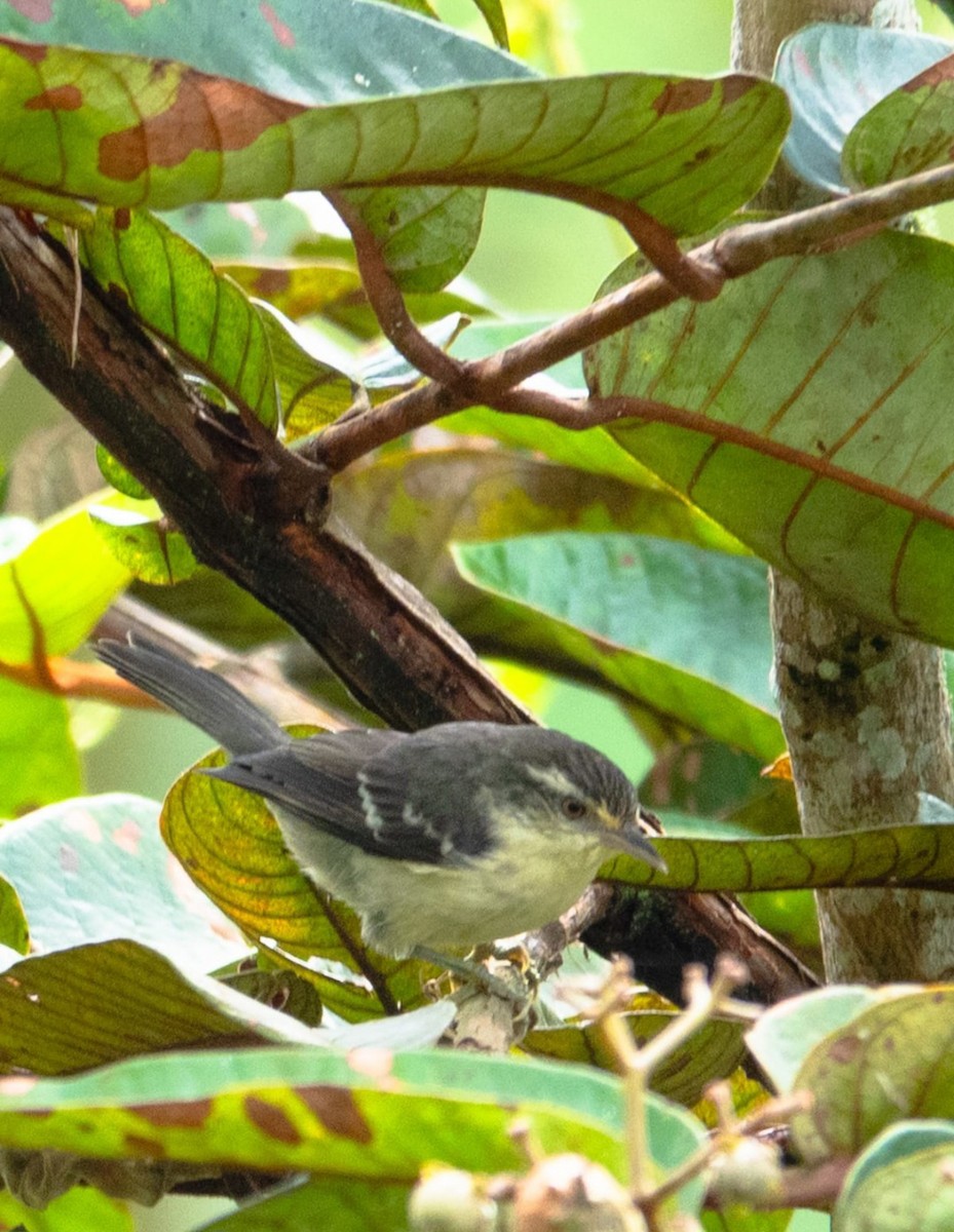 Double-banded Graytail - ML634927232