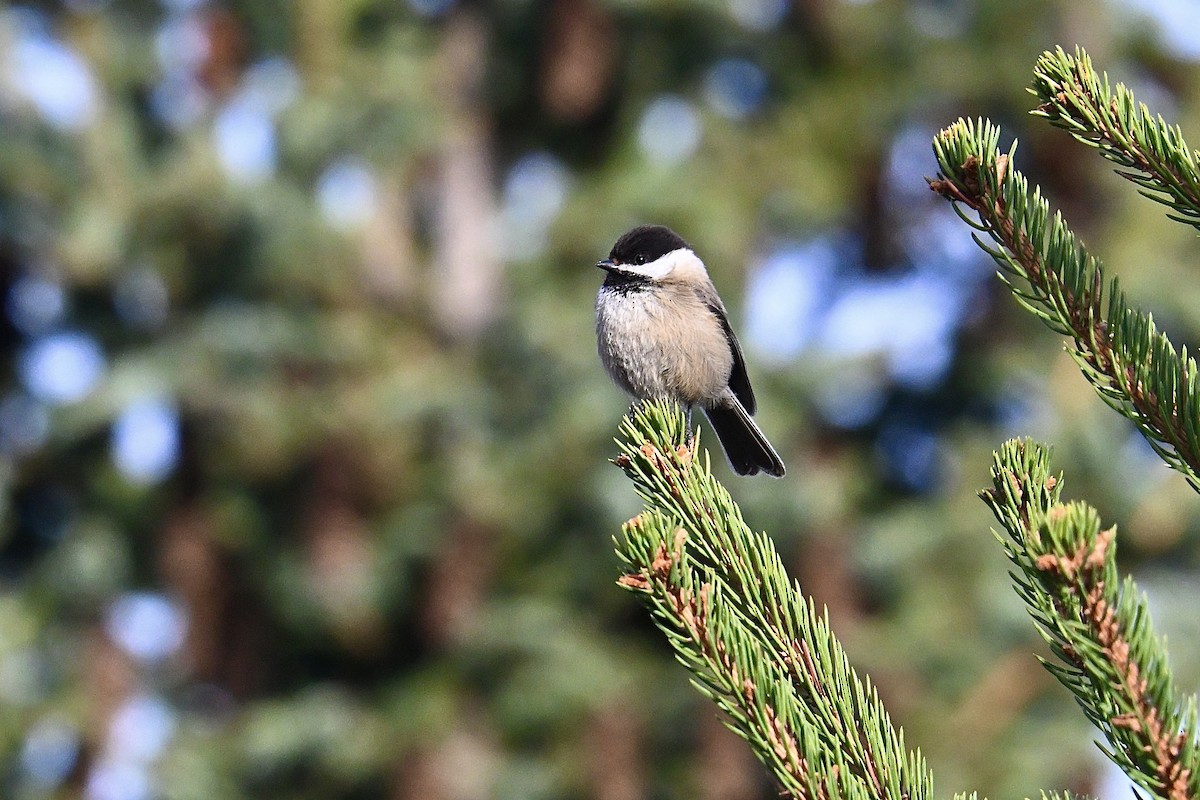 Sichuan Tit - ML634927312