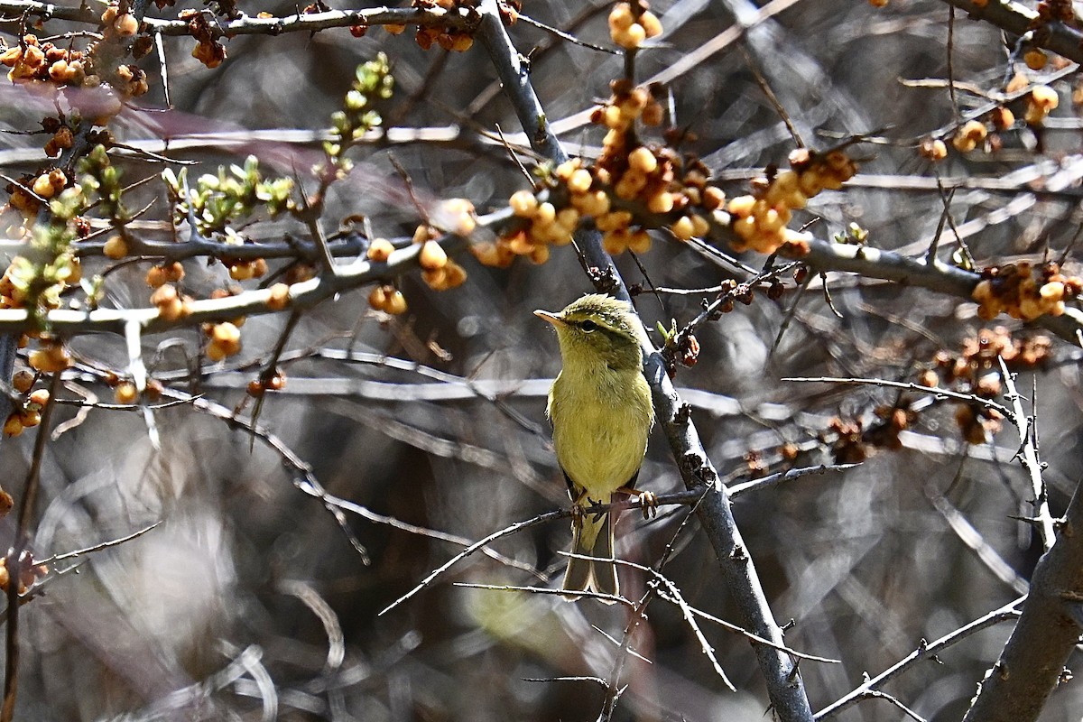 Tickell's Leaf Warbler (Alpine) - ML634927413