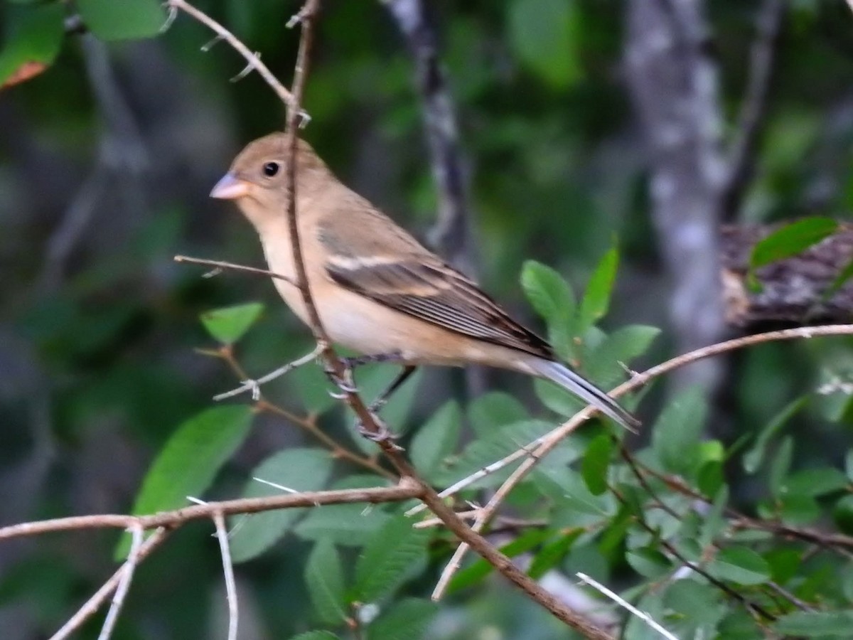 Lazuli Bunting - ML634927490