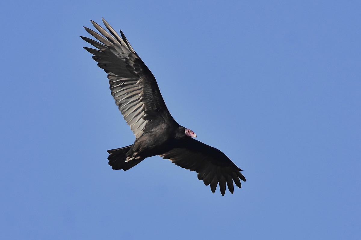 Turkey Vulture - ML634927559