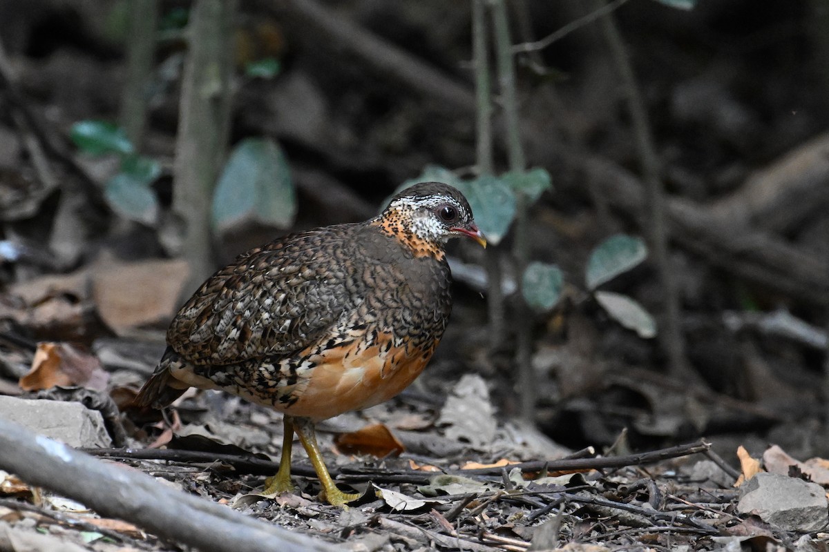 Scaly-breasted Partridge (Green-legged) - ML634927604