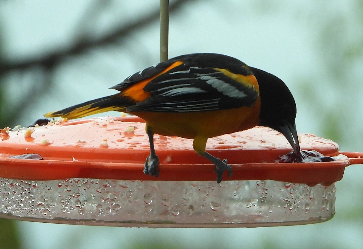 Baltimore Oriole - ML634927617