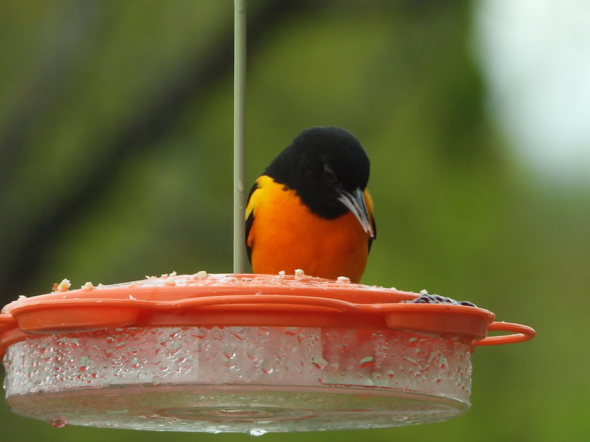 Baltimore Oriole - ML634927621
