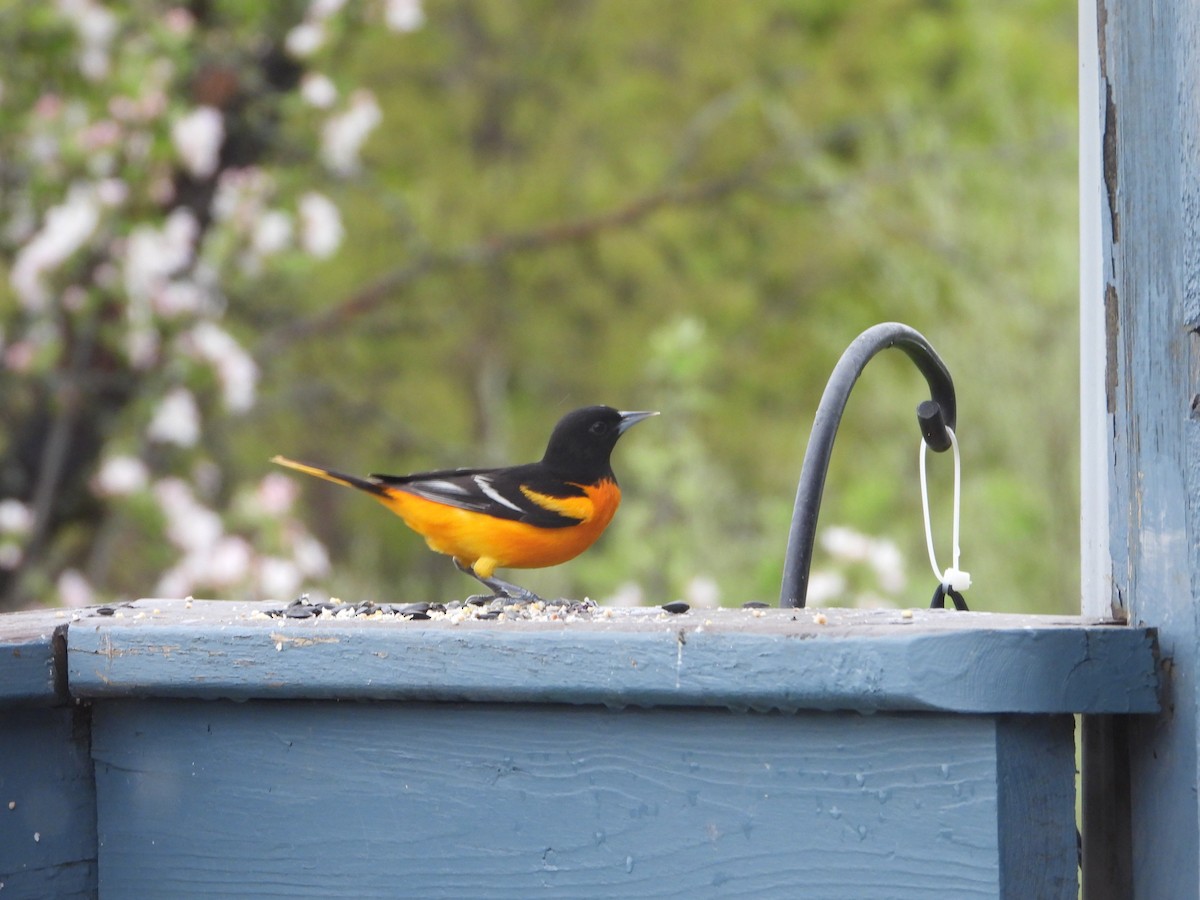 Baltimore Oriole - ML634927622