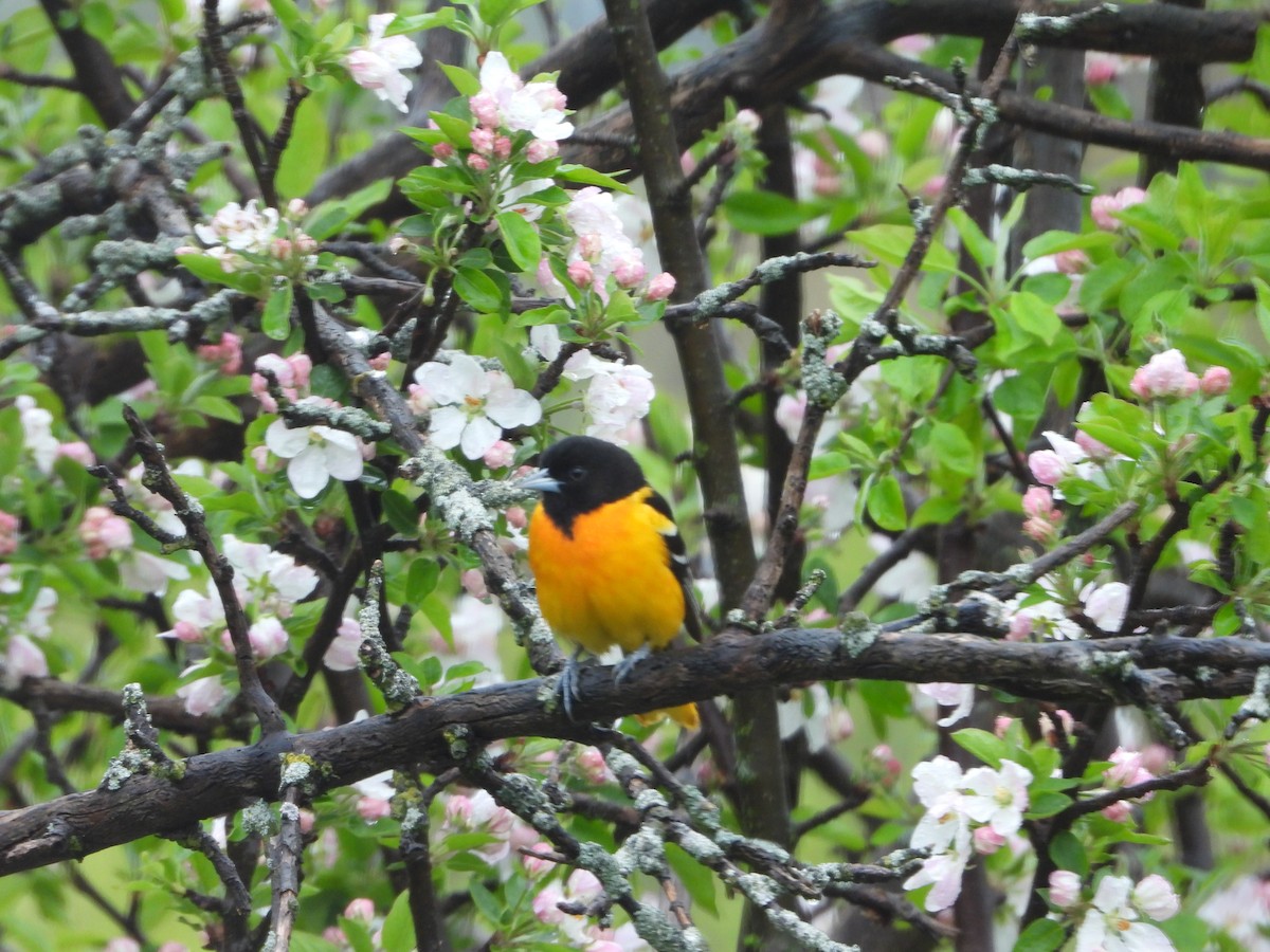 Baltimore Oriole - ML634927623