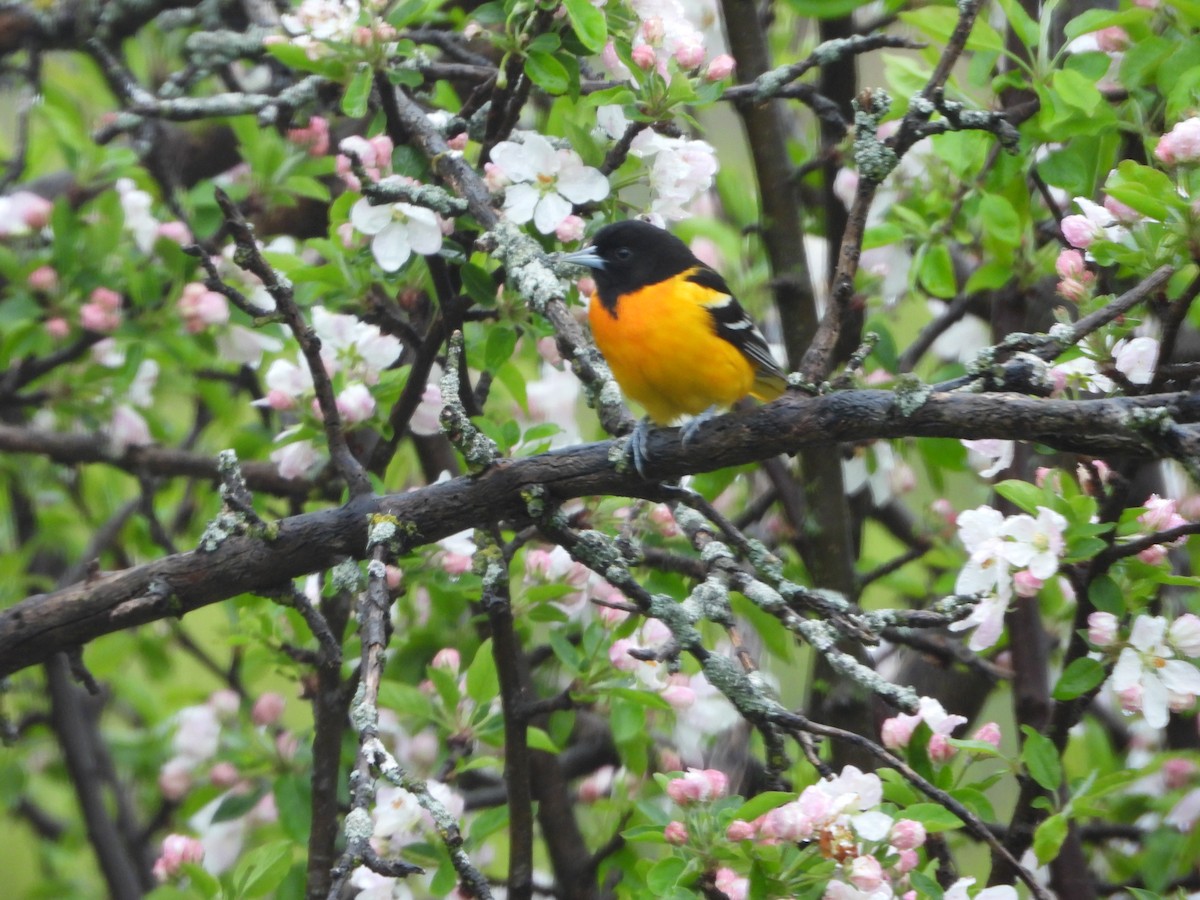 Baltimore Oriole - ML634927624
