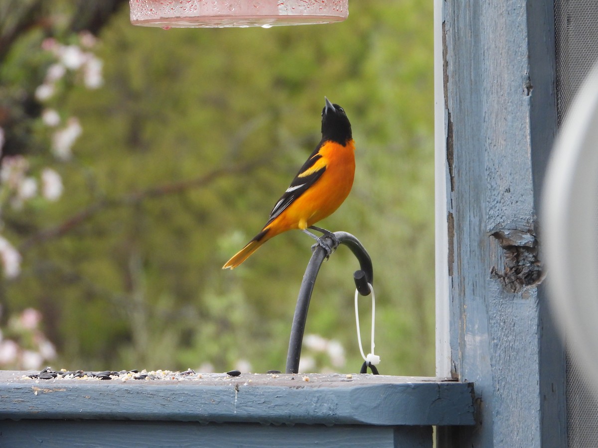 Baltimore Oriole - ML634927626