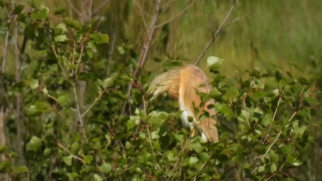 Squacco Heron - ML634927643