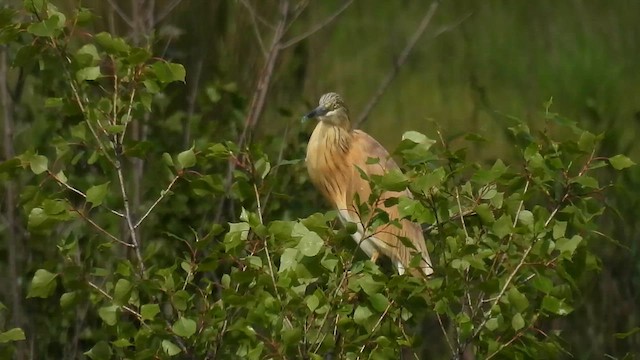 Squacco Heron - ML634927645