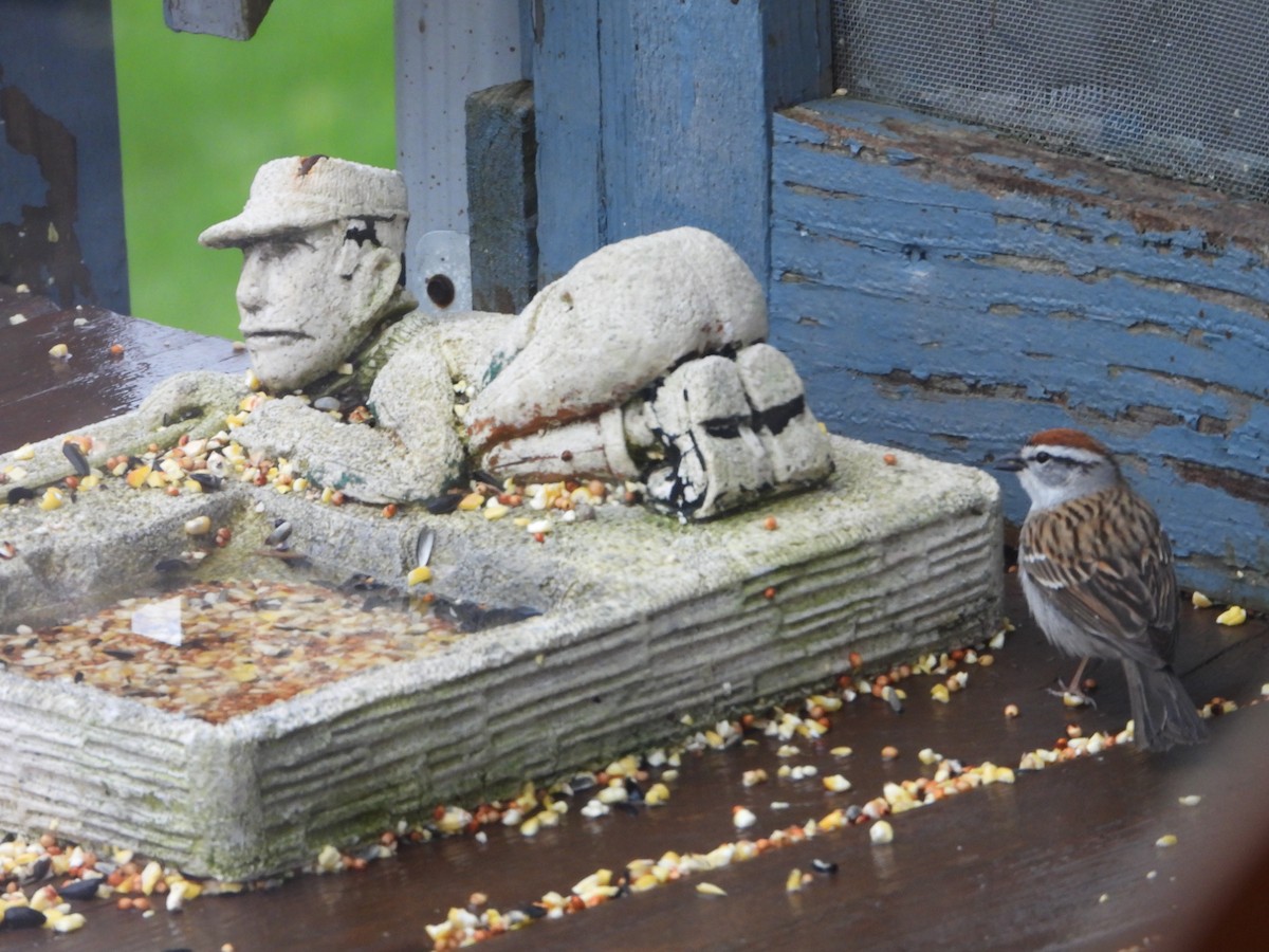 Chipping Sparrow - ML634927653
