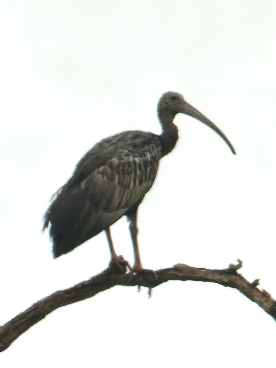Giant Ibis - ML634927663
