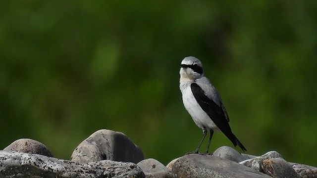 ハシグロヒタキ - ML634927664