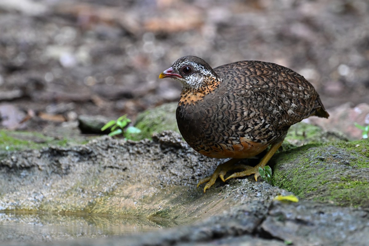 Scaly-breasted Partridge (Green-legged) - ML634927672
