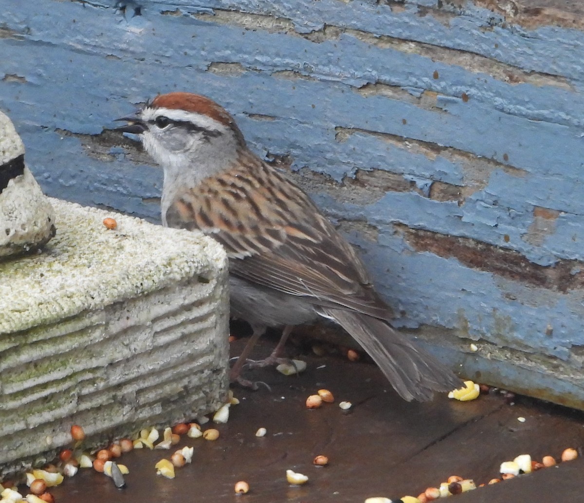 Chipping Sparrow - ML634927673