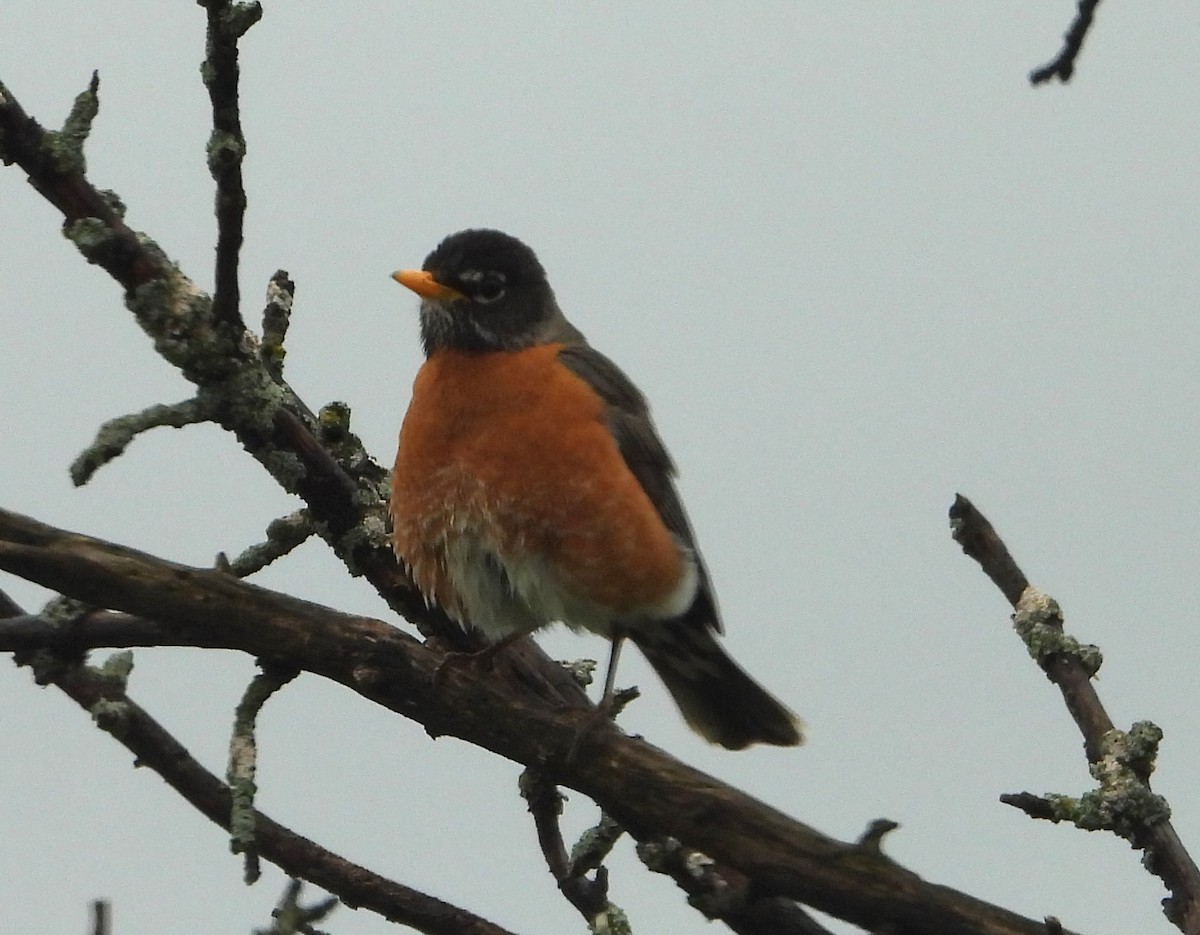 American Robin - ML634927689