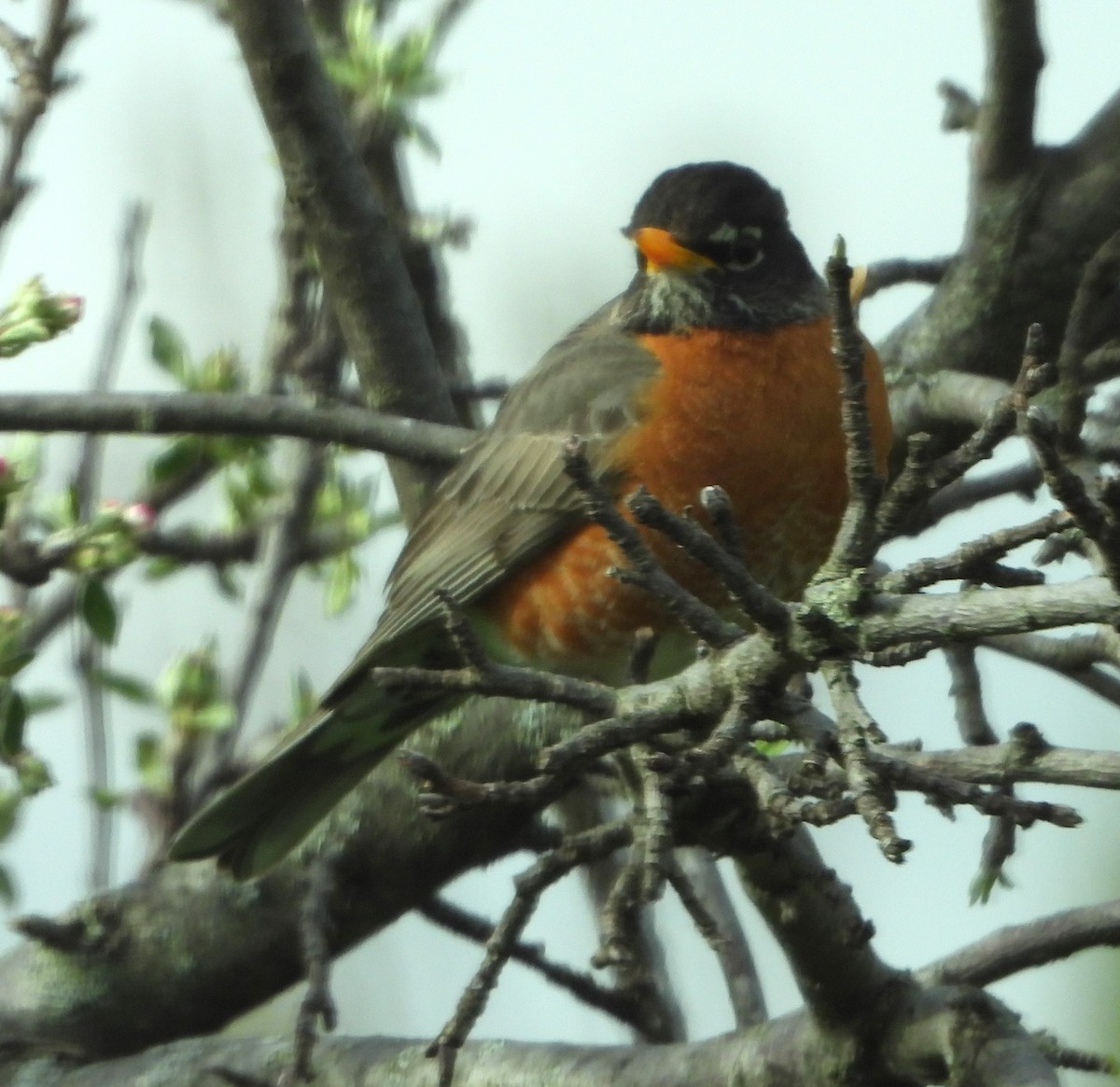 American Robin - ML634927690