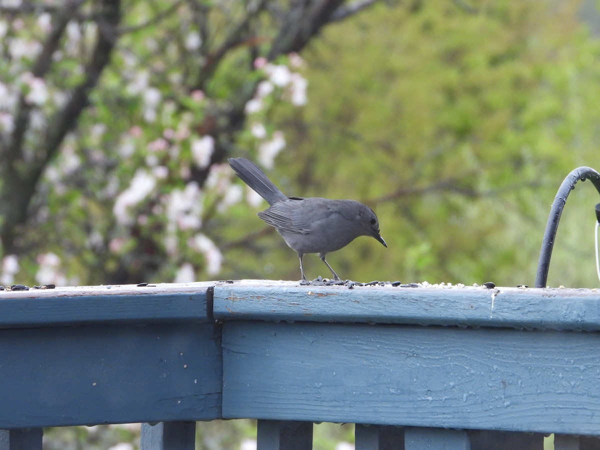 Gray Catbird - ML634927699