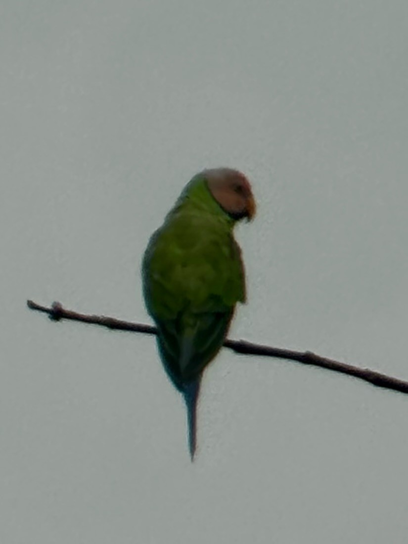 Blossom-headed Parakeet - ML634927703