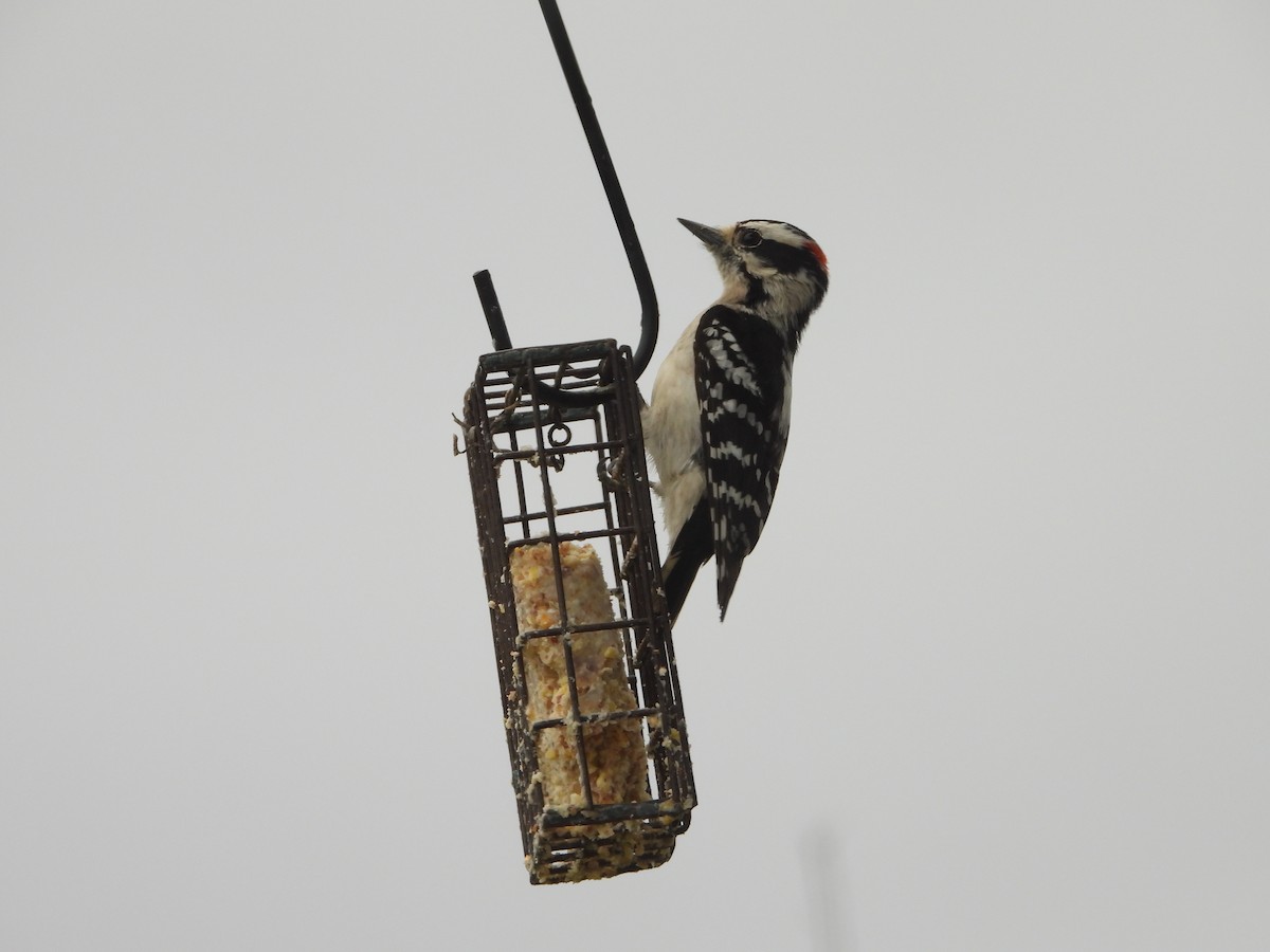 Downy Woodpecker - ML634927716