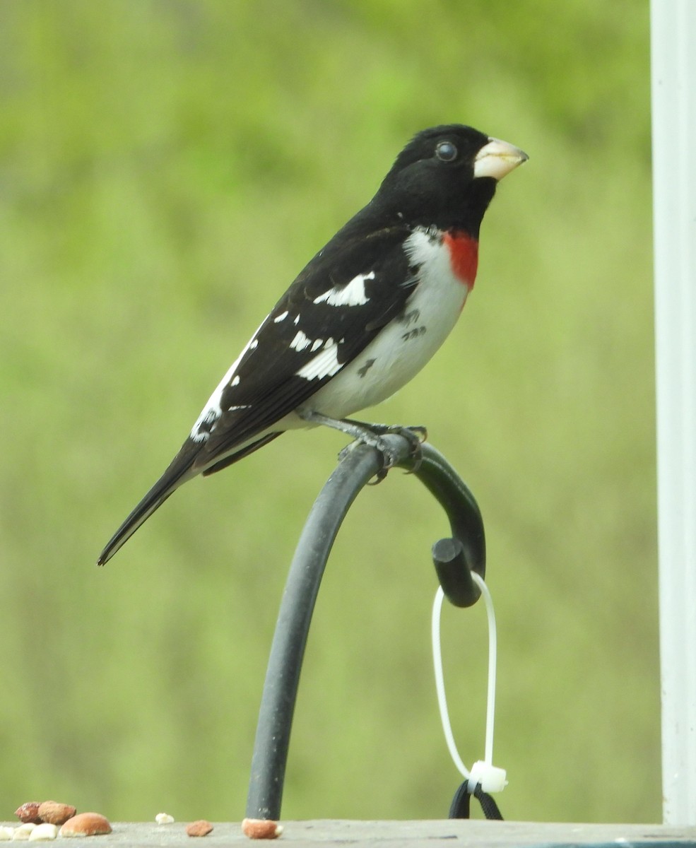 Rose-breasted Grosbeak - ML634927739