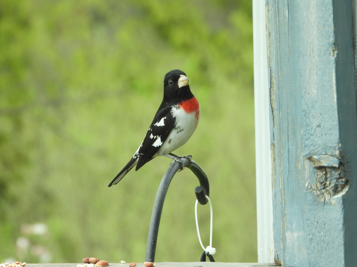 Rose-breasted Grosbeak - ML634927740