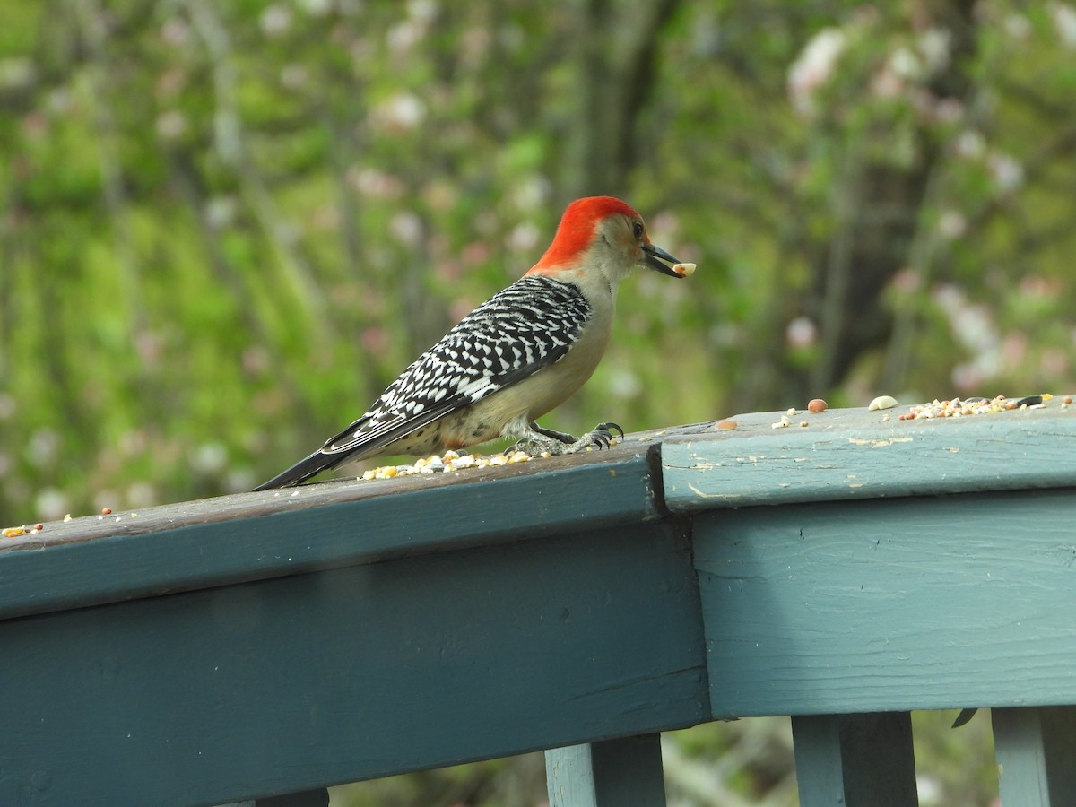 Red-bellied Woodpecker - ML634927760