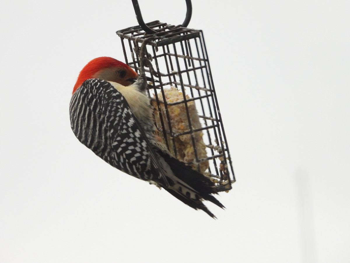 Red-bellied Woodpecker - ML634927777