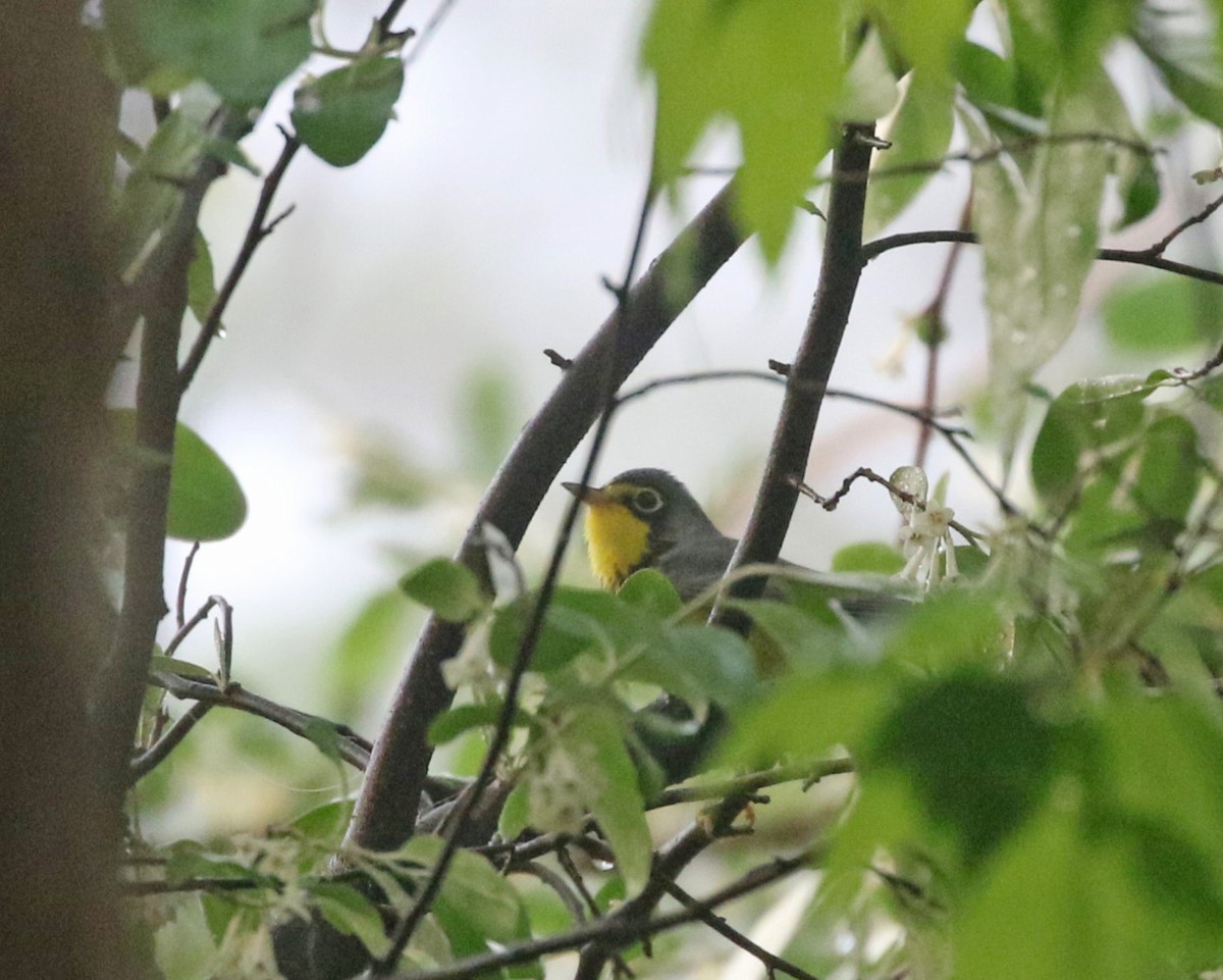 Canada Warbler - ML634927778