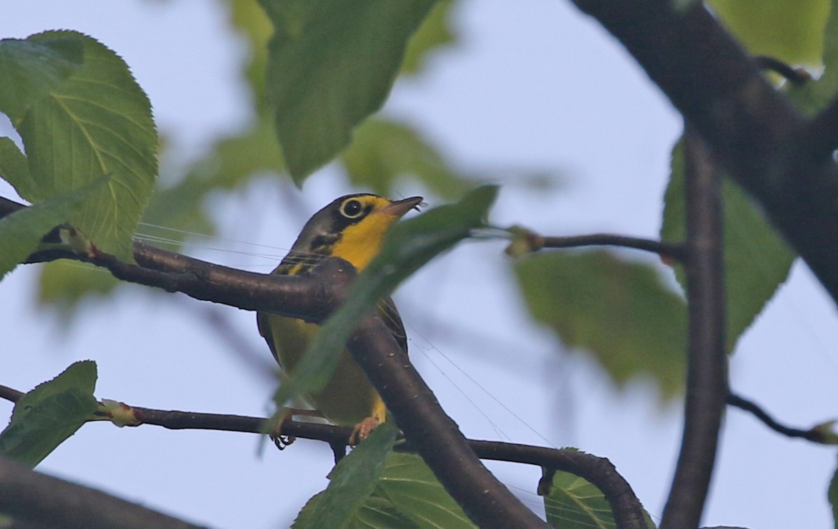 Canada Warbler - ML634927779