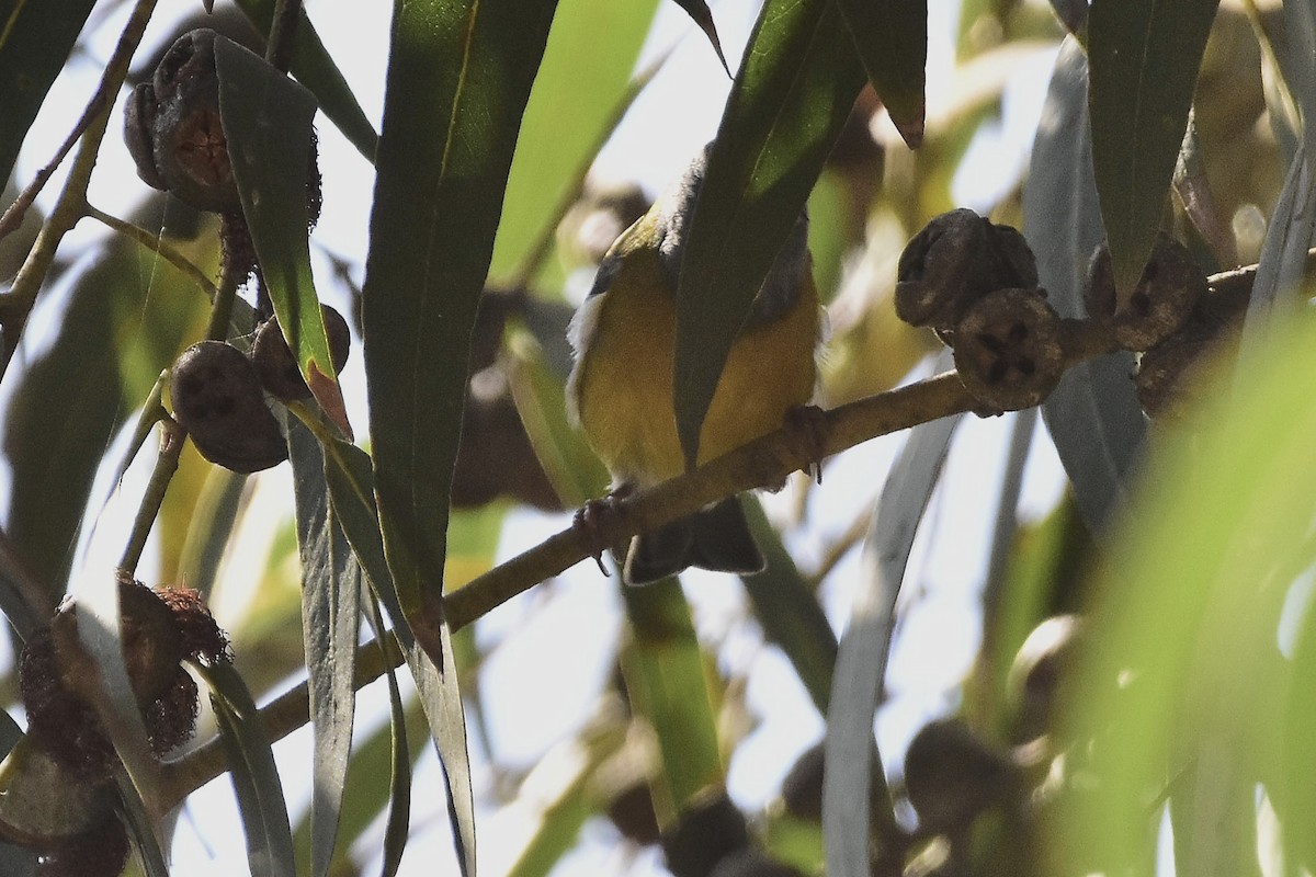 Gray-hooded Sierra Finch - ML634927805