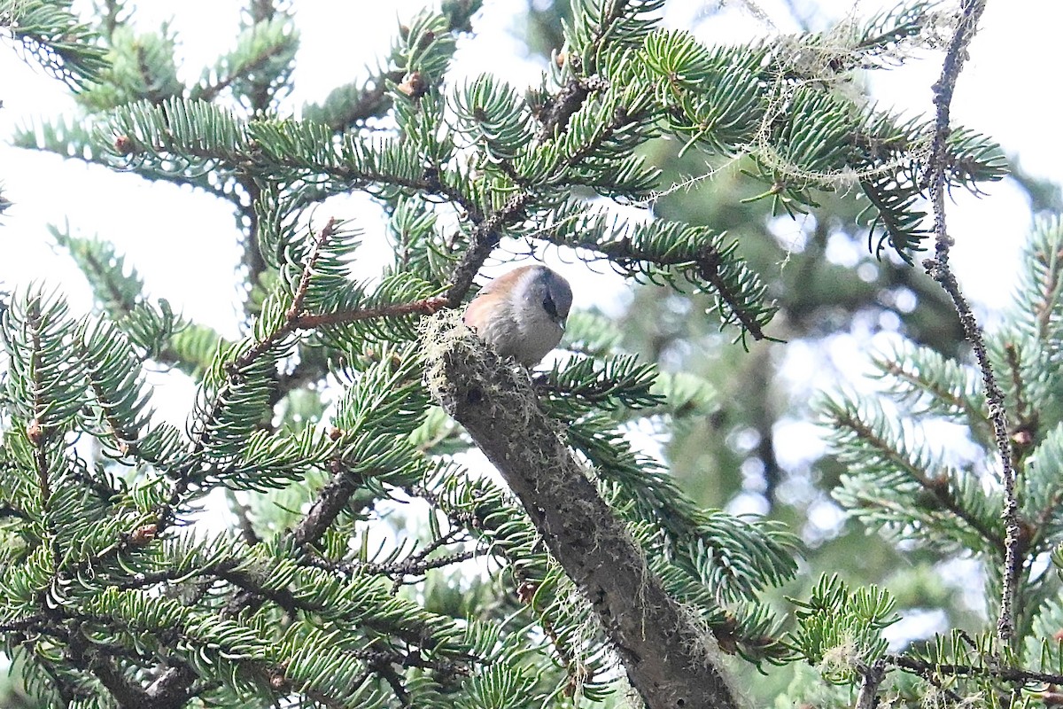 Crested Tit-Warbler - ML634927815