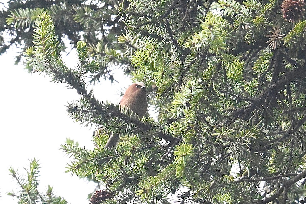 Crested Tit-Warbler - ML634927818