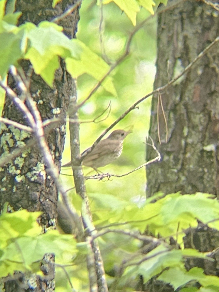 Gray-cheeked Thrush - ML634927853