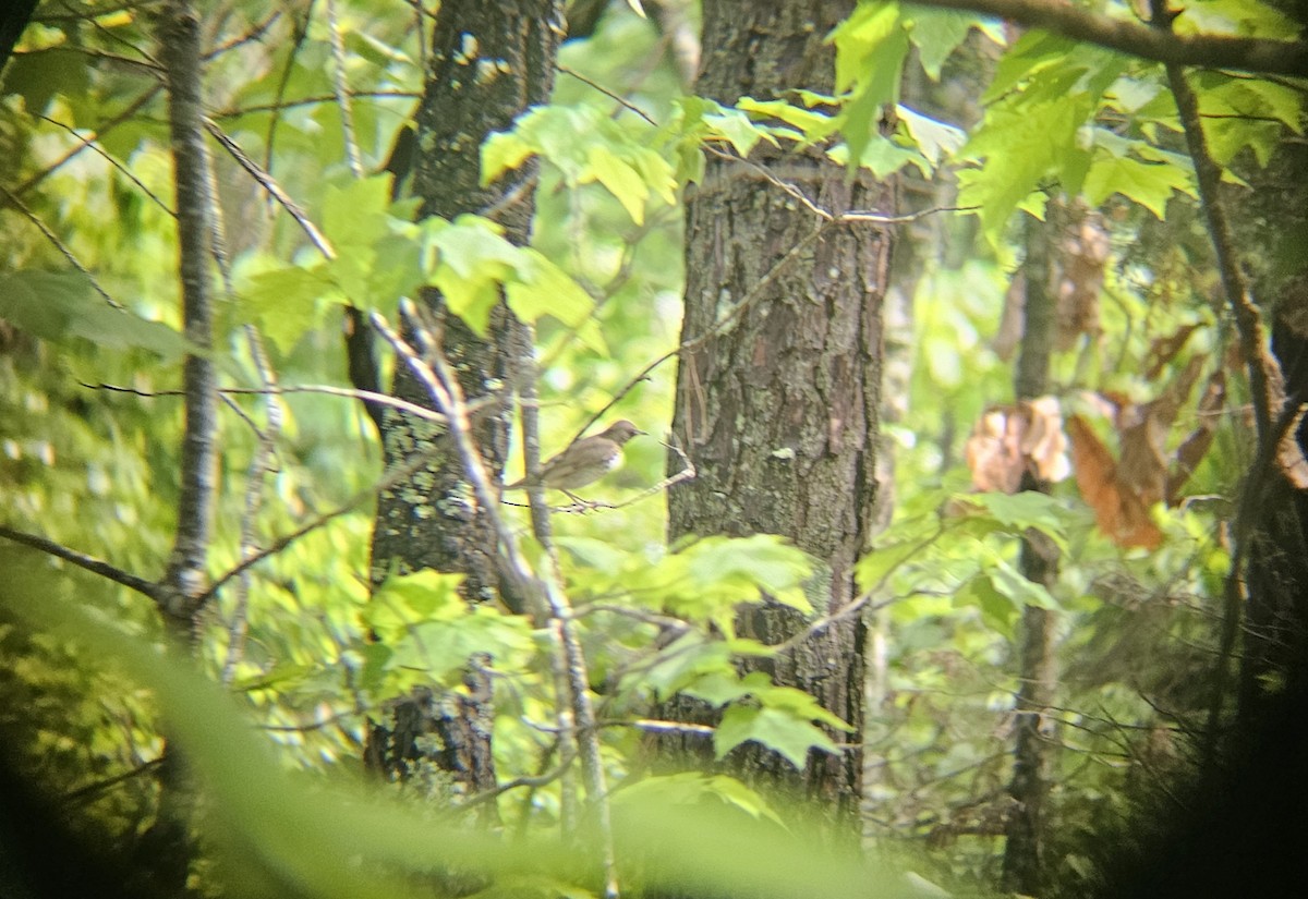 Gray-cheeked Thrush - ML634927854