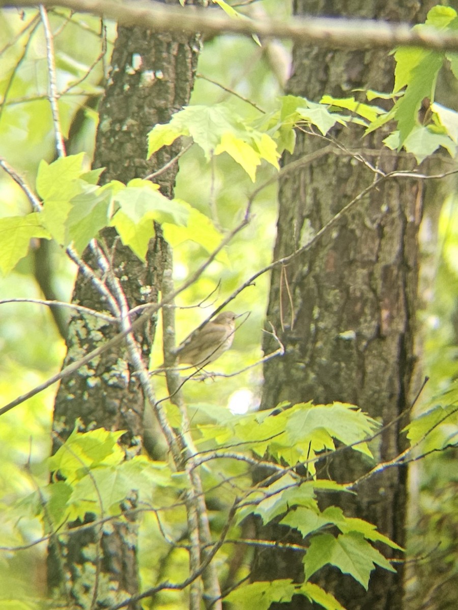 Gray-cheeked Thrush - ML634927855