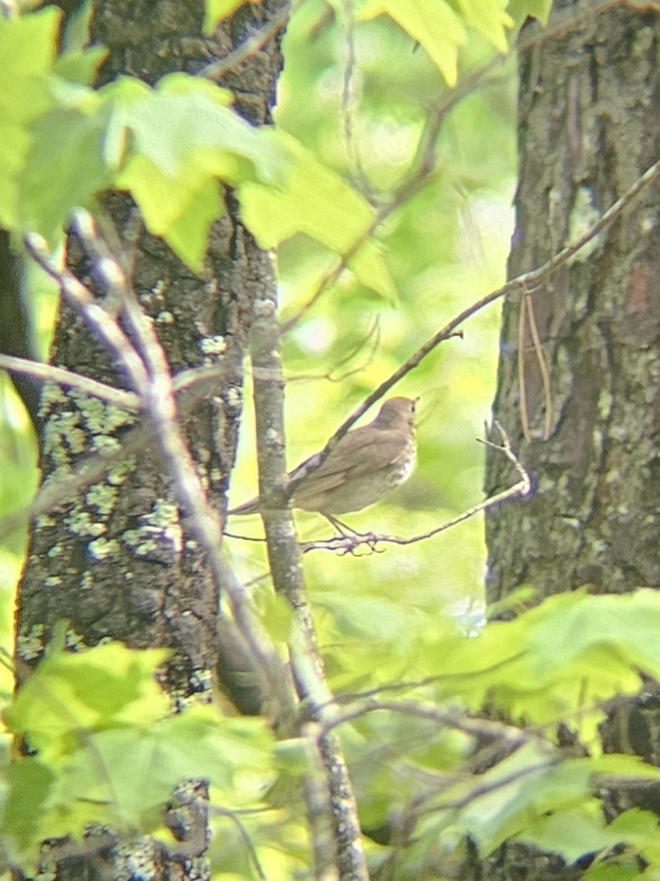 Gray-cheeked Thrush - ML634927856