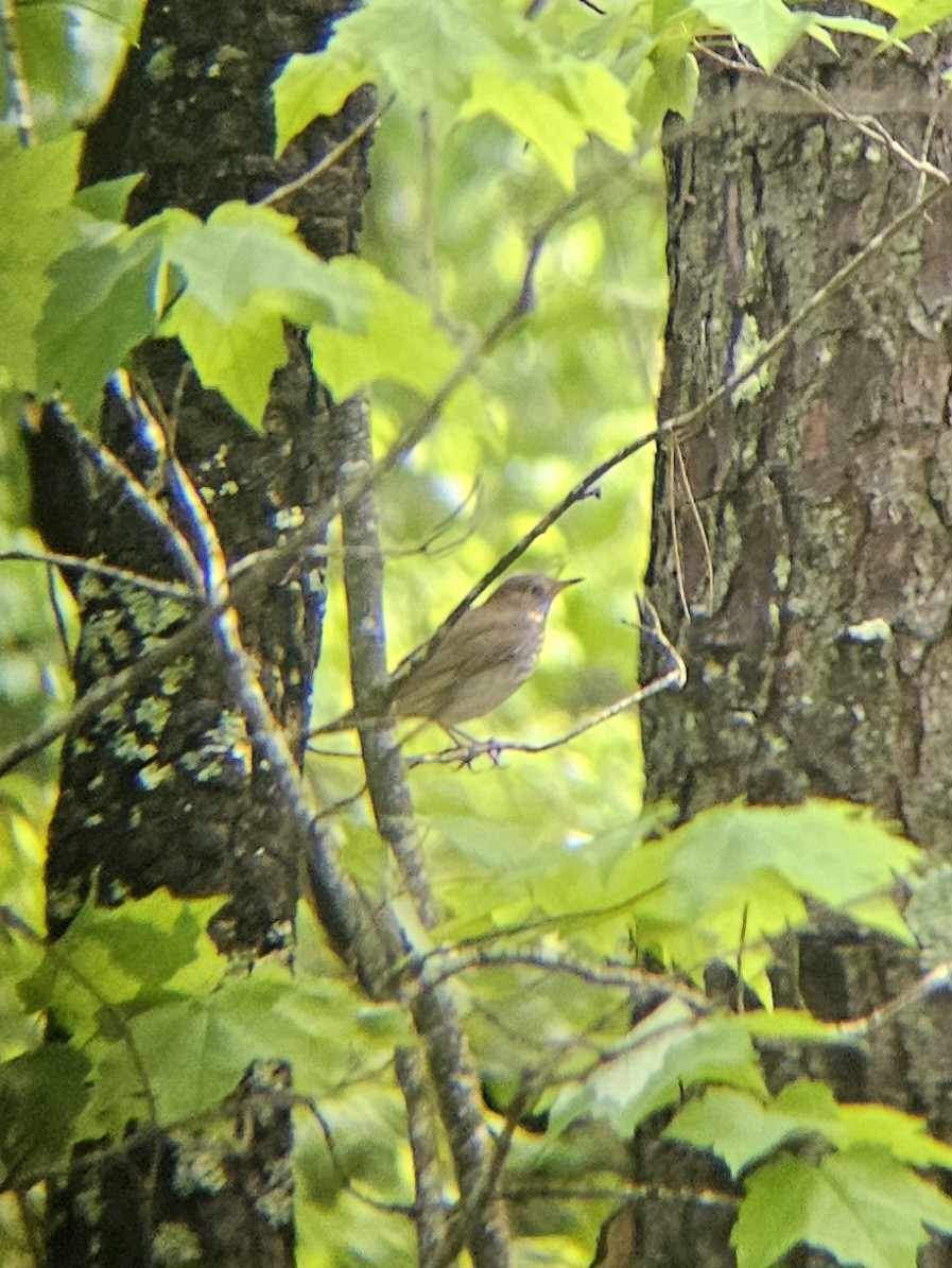 Gray-cheeked Thrush - ML634927857