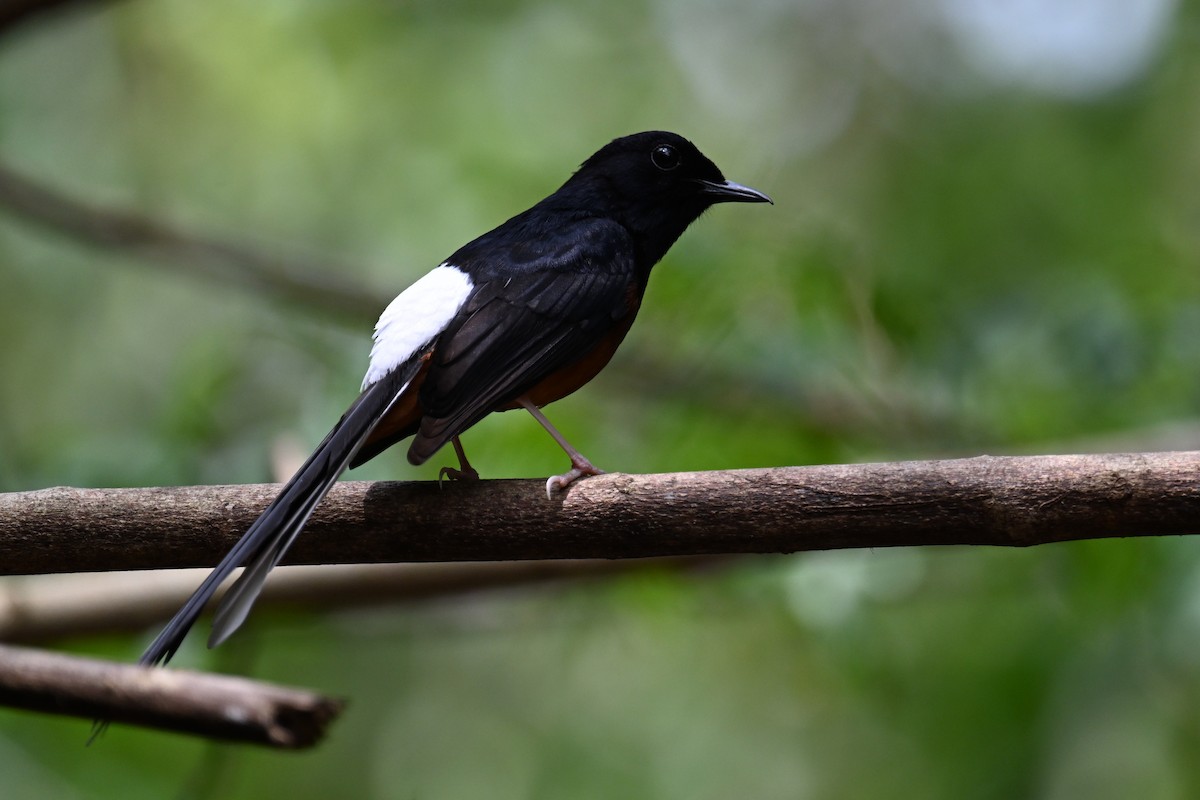 White-rumped Shama (White-rumped) - ML634927859