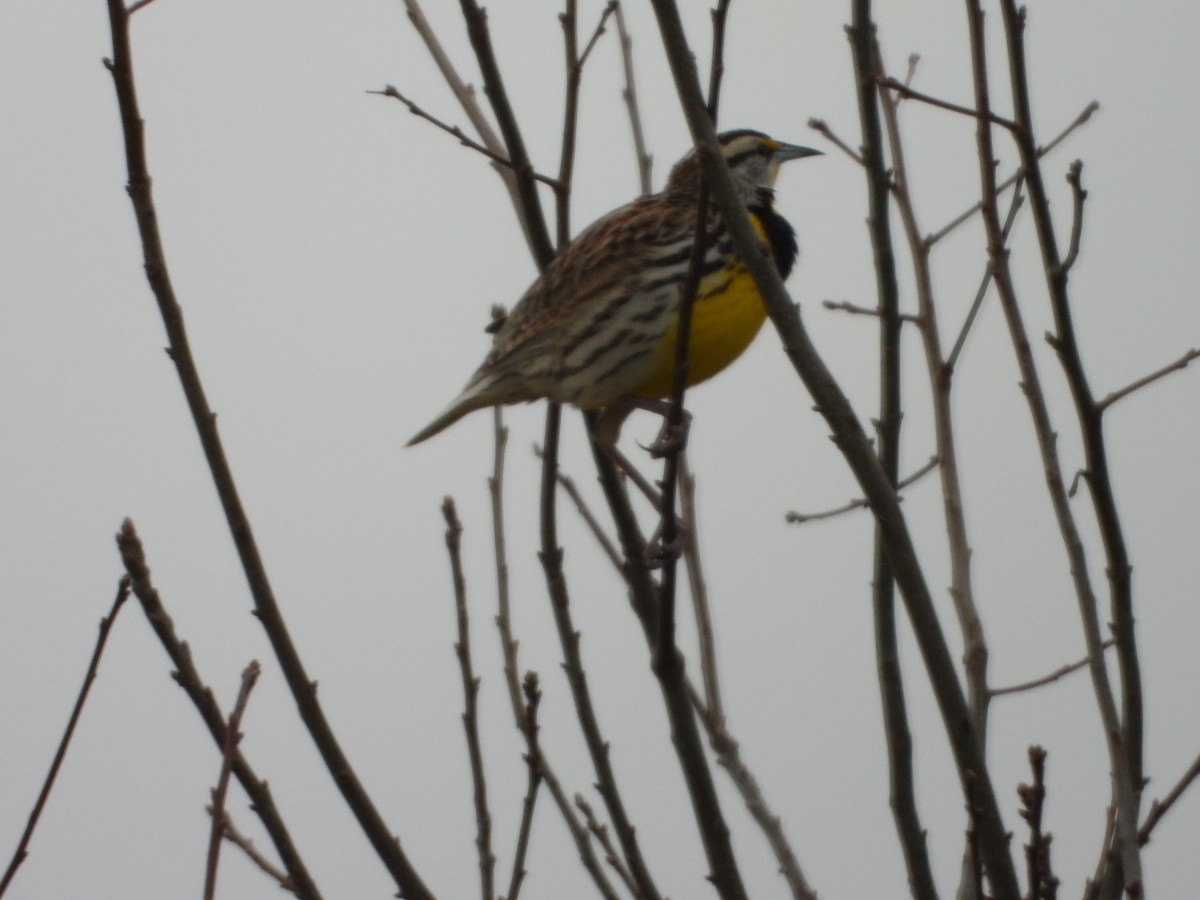 Eastern Meadowlark - ML634927930
