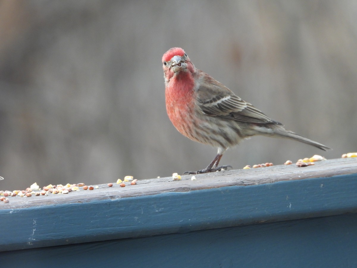 House Finch - ML634927939