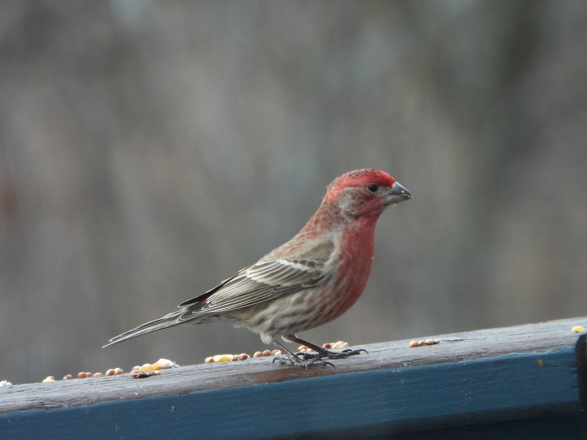 House Finch - ML634927940