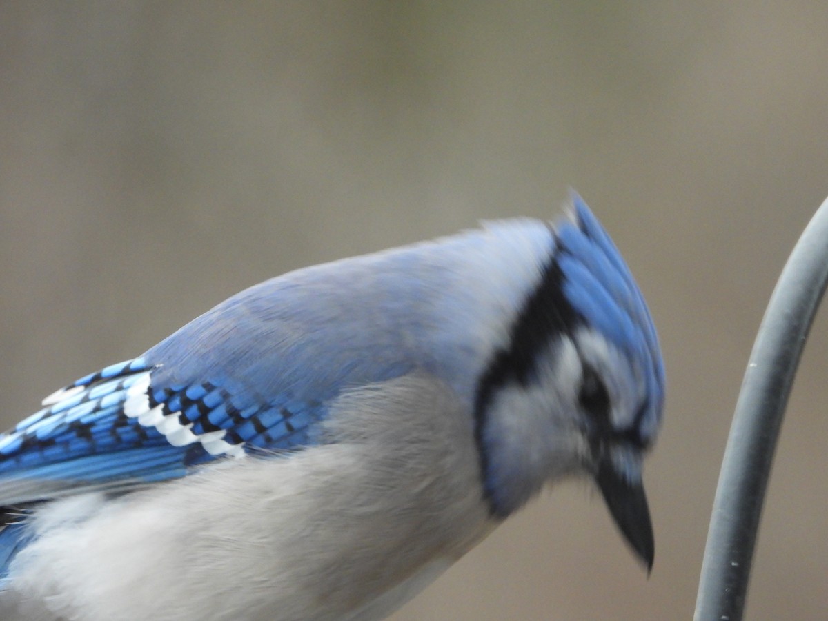 Blue Jay - ML634927971
