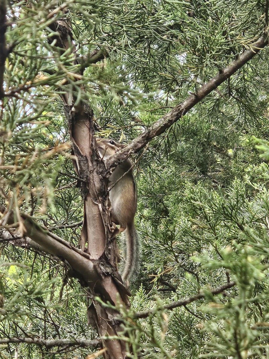 Eastern Chipmunk - ML634927976