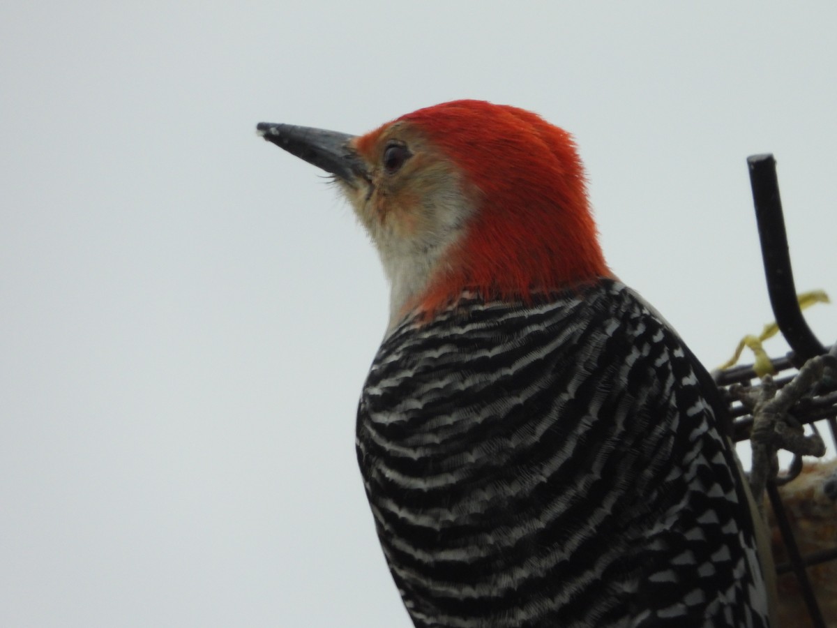 Red-bellied Woodpecker - ML634927981